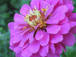 Zbliżenie na kwiat rośliny z gatunku cynia © Kumulugma