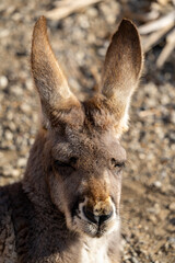 アカカンガルーの写真