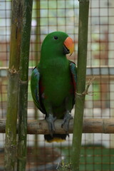 Obraz premium The Eclectus parrot (Eclectus roratus) is a strikingly colorful and sexually dimorphic species of parrot native to the rainforests of New Guinea, northeastern Australia, and nearby islands. 