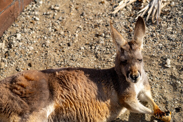 アカカンガルーの写真