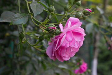 one pink rose close-up on a bush in the garden