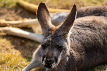 アカカンガルーの写真