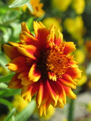 Zbliżenie na kwiat rośliny z gatunku cynia © Kumulugma