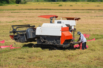 combine harvesting rice