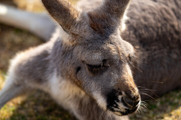 アカカンガルーの写真