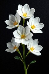 Fototapeta premium Five white flowers intertwined with each other on black canvas, white, petals