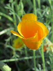 Zbliżenie na kwiat rośliny z gatunku Eschscholzia californica © Kumulugma