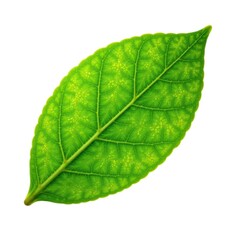 Obraz premium Fresh lime leaf isolated against a bright white background, single, herb, citrus