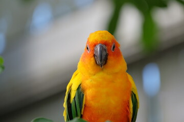 Close-up view of a flying sun conure bird