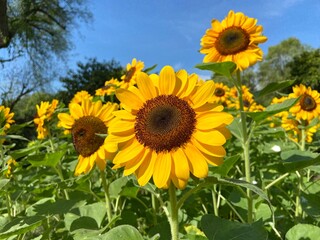 Yellow Sunflowers in the park