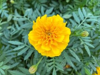 Yellow Marigold flowers are blooming in summer