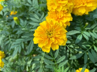 Yellow Marigold flowers are blooming in summer