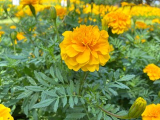 Yellow Marigold flowers are blooming in the park