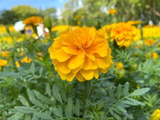 Yellow Marigold flowers are blooming in the park
