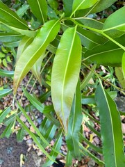 Close-up of green leaves in the garden