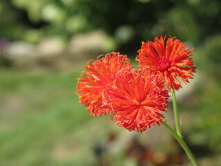Zbliżenie na kwiat rośliny z gatunku Emilia coccinea © Kumulugma