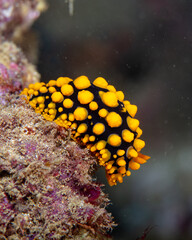 Nudibranch
