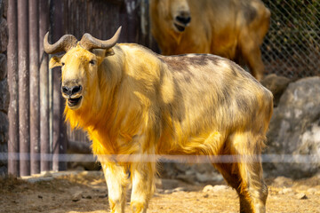 ゴールデンターキンの写真