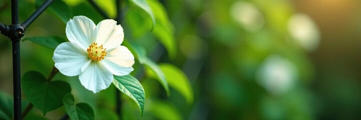 Obraz premium White dogrose blooms on a trellis with foliage, trellis, flower, foliage