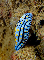 Nudibranch