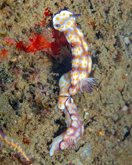 Nudibranch