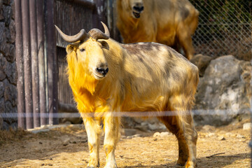 ゴールデンターキンの写真