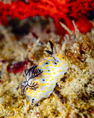 Nudibranch