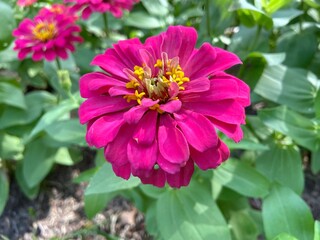 Fototapeta premium Close up pink Zinnia violacea flower