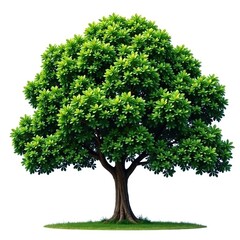 Dense foliage on a Terminalia Ivorensis tree isolated against a plain background, plant, forest