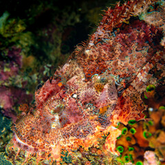 Scorpionfish