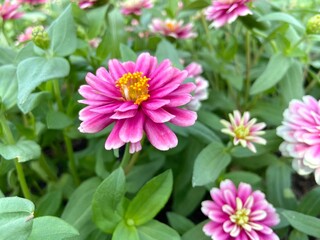 Obraz premium Pink zinnia violacea blooming outdoors