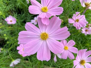 Garden Cosmos or Mexican aster in the garden