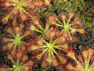 Zbliżenie na rośliny z gatunku drosera capillaris