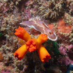 Nudibranch