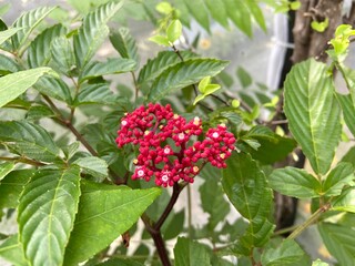 Red flowers in the greenhouse