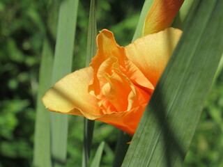 Zbliżenie na kwiat rośliny z gatunku Gladiolus © Kumulugma
