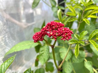 Red flowers in the greenhouse