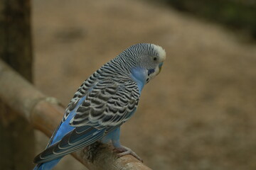 Melopsittacus undulatus, commonly known as the Budgerigar or Budgie, is a small species of parakeet native to Australia. 