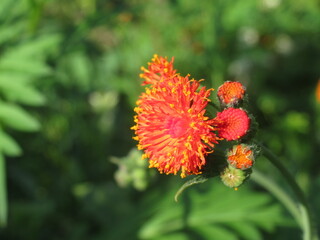 Zbliżenie na kwiat rośliny z gatunku Emilia coccinea © Kumulugma