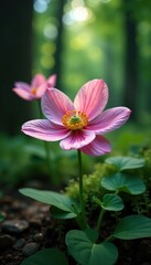 Anemone blooms in the understory of the forest, Greenery, Blooming