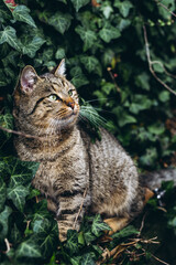 Gray cat sitting in the grass, blending with the natural outdoor surroundings
