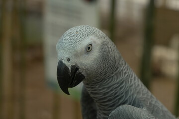 Psittacus erithacus, commonly known as the African grey parrot, is a species of parrot native to the rainforests of West and Central Africa. 