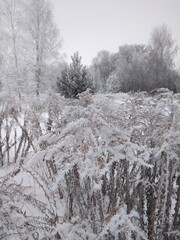 nature in winter, winter, ice, snow, cold, season, white