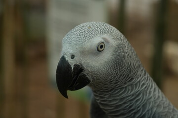 Obraz premium Psittacus erithacus, commonly known as the African grey parrot, is a species of parrot native to the rainforests of West and Central Africa. 