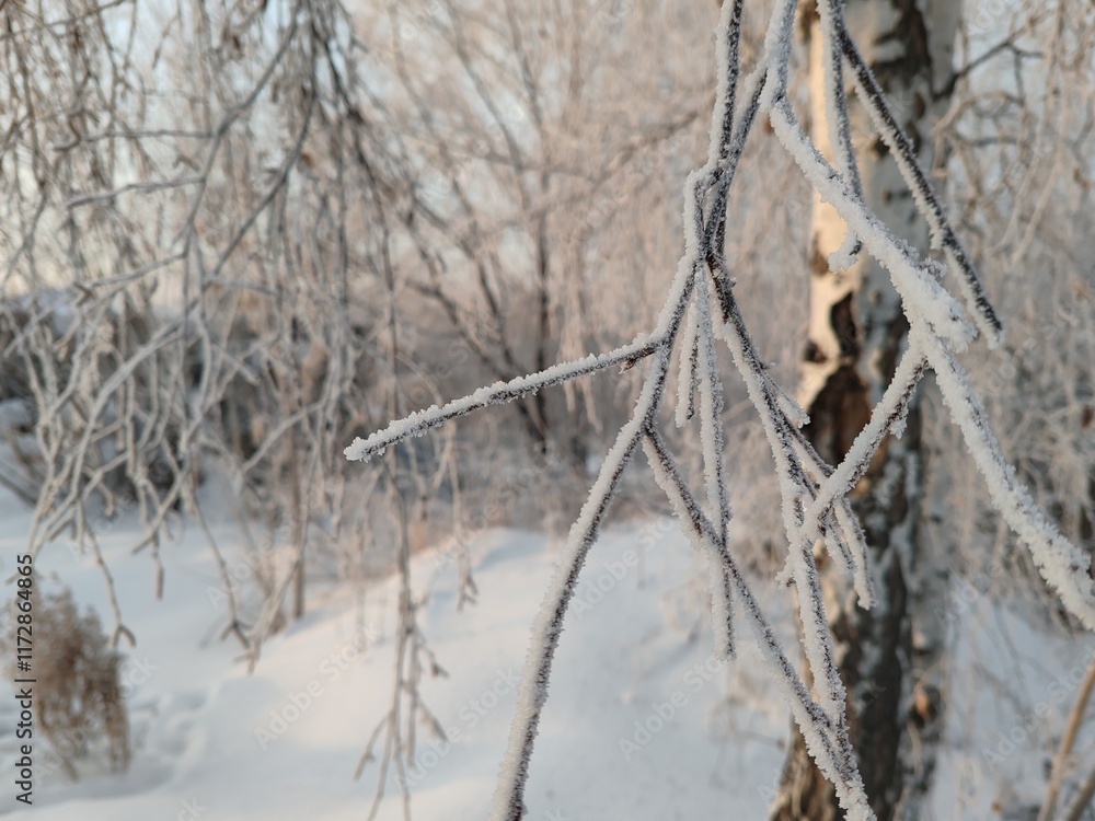 Poster a snow covered tree branch with frost on it