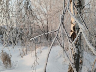 A snow covered tree branch with frost on it