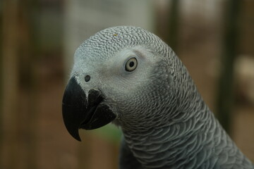 Obraz premium Psittacus erithacus, commonly known as the African grey parrot, is a species of parrot native to the rainforests of West and Central Africa. 