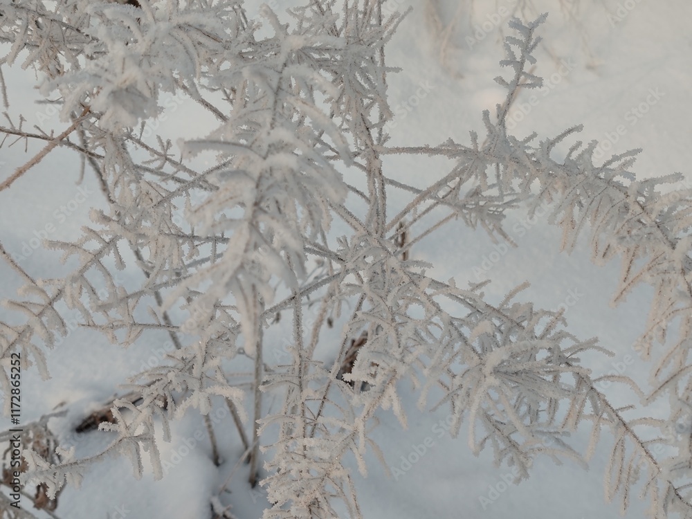 Poster A tree covered in snow with branches that are covered in ice