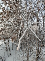 A tree branch covered in snow