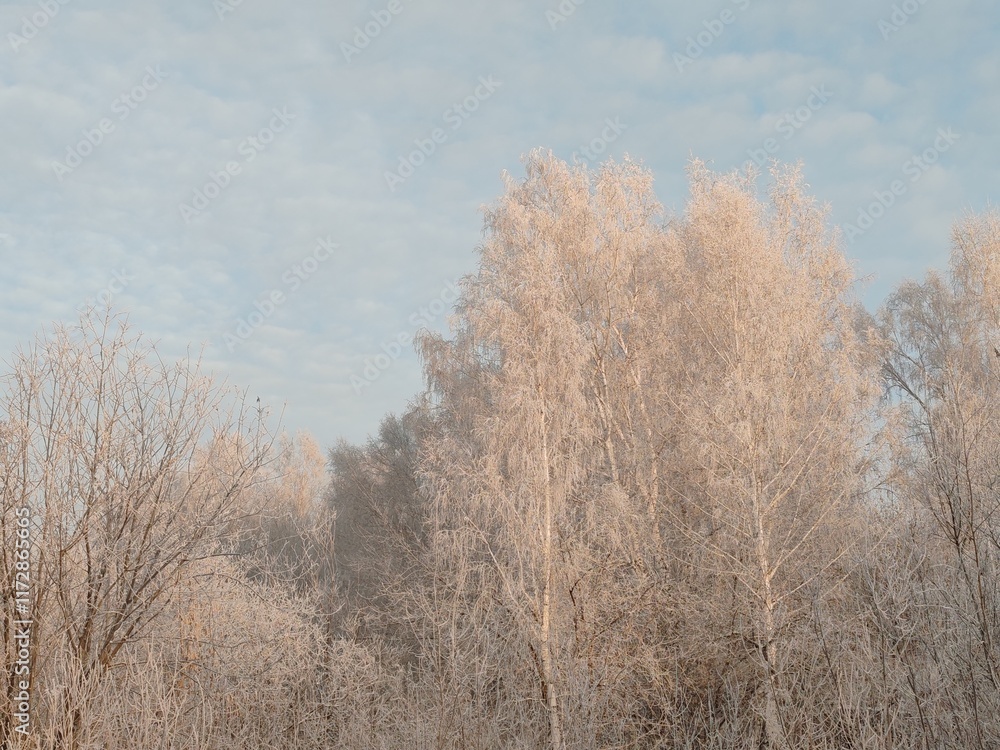 Poster a snowy forest with trees covered in frost